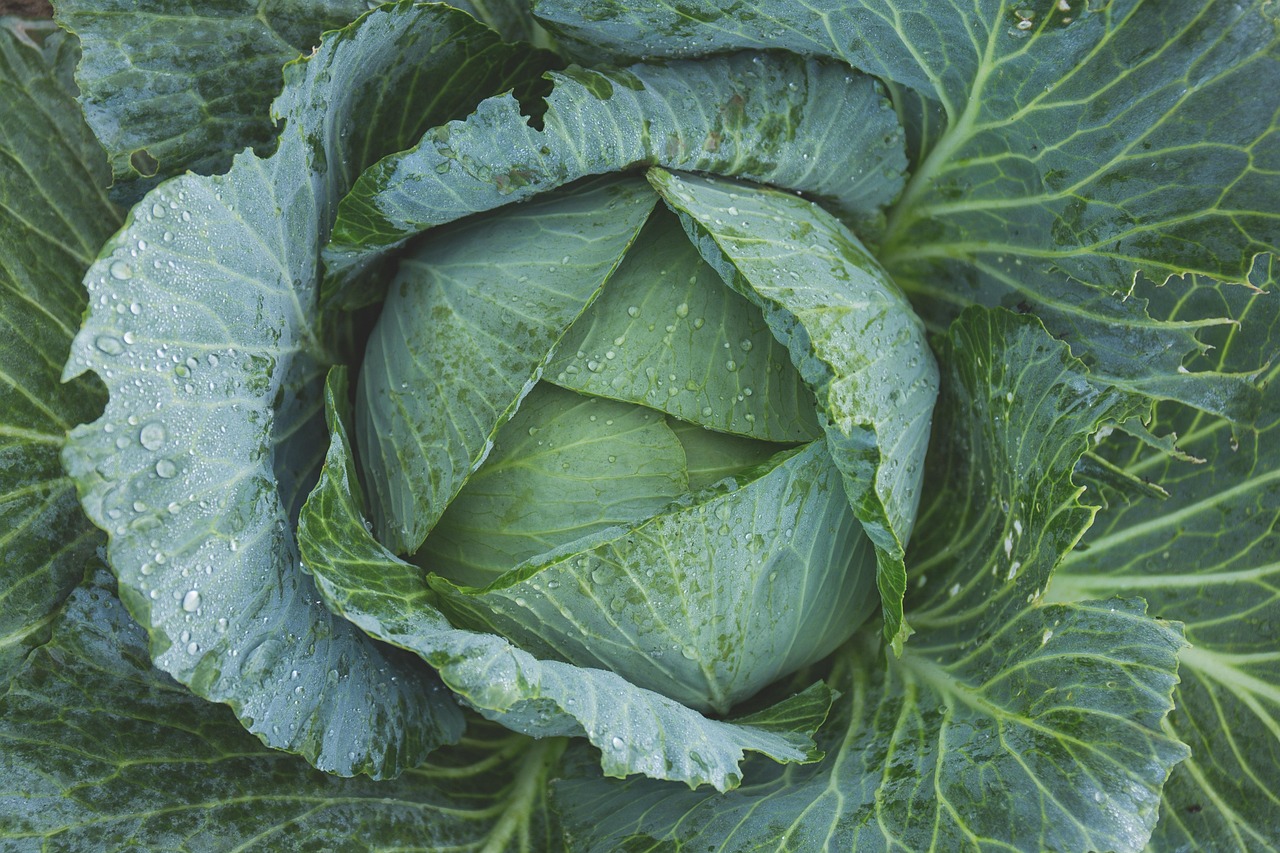 Quels légumes sont les plus simples à cultiver pour un potager débutant ?